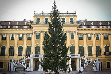 Advent Bécs 20114 karácsonyfa állítás Schönbrunni kastálynál
